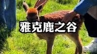 “川西小奈良”雅克鹿之谷，是以“野生梅花鹿”为主题的自然生态景区。漫步鹿之谷，与山野为伍，与鹿相伴，探索高原上的“鹿野仙踪”。