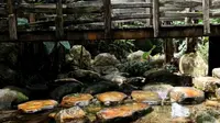 桥溪古韵