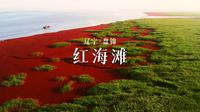 你见过红色的海吗， 辽宁盘锦红海滩一年中最美的时候，只需一眼就足矣爱上那抹中国红