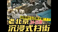 【Ber！北京动物园石狮子馆？】老北京沉浸式扫街第24-25弹