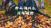 桦木沟网红河滩越野