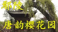 许昌鄢陵唐韵樱花园, 一个充满诗情画意, 古色古香的地方! 太美了!