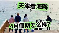 天津假期游玩喂海鸥，4月去怎么样？探路打卡东疆亲海公园