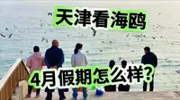 天津假期游玩喂海鸥，4月去怎么样？探路打卡东疆亲海公园