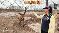 2026自驾游中国，盐城中华麋鹿园