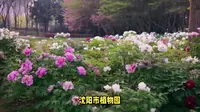 【沈阳植物园】探寻沈阳市的绿色宝藏