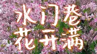 泉州古城水门巷，花开满了。
