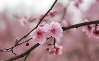 重庆照母山森林公园半日游