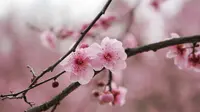 重庆照母山森林公园半日游