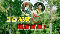 中国巨树！西双版纳望天树，悬空步道无防护，不敢往下看