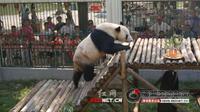 盘点衡阳动物园曾经饲养过的动物