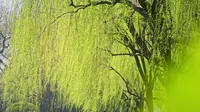 三月初的西湖，“西湖十景”之一的柳浪闻莺已悄然换上嫩绿的新装