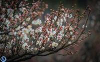 无锡梅园梅花节