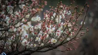 无锡梅园梅花节