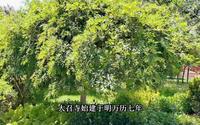 内蒙大召旅游景区打卡徒步讲解大昭寺景区