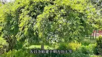 内蒙大召旅游景区打卡徒步讲解大昭寺景区