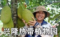 海南Vlog4：兴隆热带植物园（科普小常识）