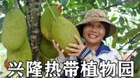 海南Vlog4：兴隆热带植物园（科普小常识）