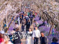 春日已来【2025.3.22南昌凤凰沟瞎逛】