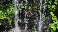 广州十香园纪念馆的人造水景和锦鲤鱼