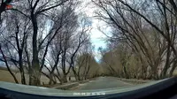 塔合曼 树洞公路