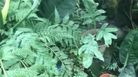 带大家云游北京国家植物园南园