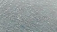 宜宾合江门的鱼太恐怖了