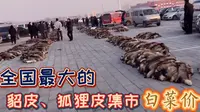 全国最大的裘皮集市，遍地都是貂皮狐狸皮，比白菜便宜！好壮观