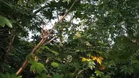 衢州的府山公园 很安静