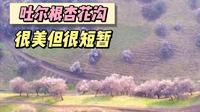 为新疆伊犁杏花而来，中世纪遗留的野生杏花，今年略有遗憾！