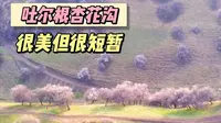 为新疆伊犁杏花而来，中世纪遗留的野生杏花，今年略有遗憾！