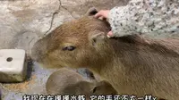 带大家参观王校长在长沙开的室内动物园啦！超多可以互动的小动物 快来一起看看吧！！