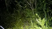 8月25日晚南京老山野采昆虫精彩记录