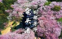 鼋头渚赏樱｜太湖绝佳处，惊艳人间的刹那芳华