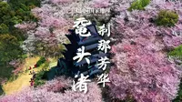 鼋头渚赏樱｜太湖绝佳处，惊艳人间的刹那芳华
