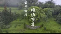 3200多年茶树，锦绣茶尊。千年千万代表不了贯穿历史的它。