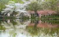 【花港观鱼】又是一年樱花季