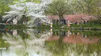 【花港观鱼】又是一年樱花季