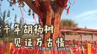 伽师县城中胡杨林生态园一个让你领略天堂的秋色，来了都不想走的地方