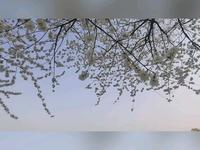 周末春游北京玉渊潭公园