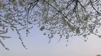 周末春游北京玉渊潭公园