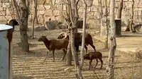 苏州上方山森林动物园食草区
