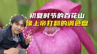 走进京西野花天堂——百花山，山里的植物认识是宝，不认识是草