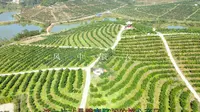 中国赣南脐橙始发地以及核心产业园，赣州信丰安西镇