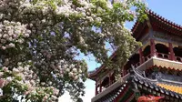 看不尽 紫禁城的春夏秋冬