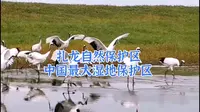 扎龙自然保护区：中国最大的湿地宝地