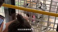 哈尔滨东北虎林园惊险车里喂老虎是什么体验