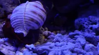 天津滨海一日行-国家海洋博物馆-蓝色家园活体动物-鱼-海洋生物