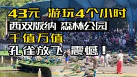 西双版纳的原始森林公园，好玩得出乎我意料，43元的门票千值万值，全程没有一个坑，离版纳市区只需20分钟路程。