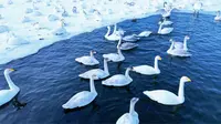快来看天鹅，玛纳斯国家湿地公园